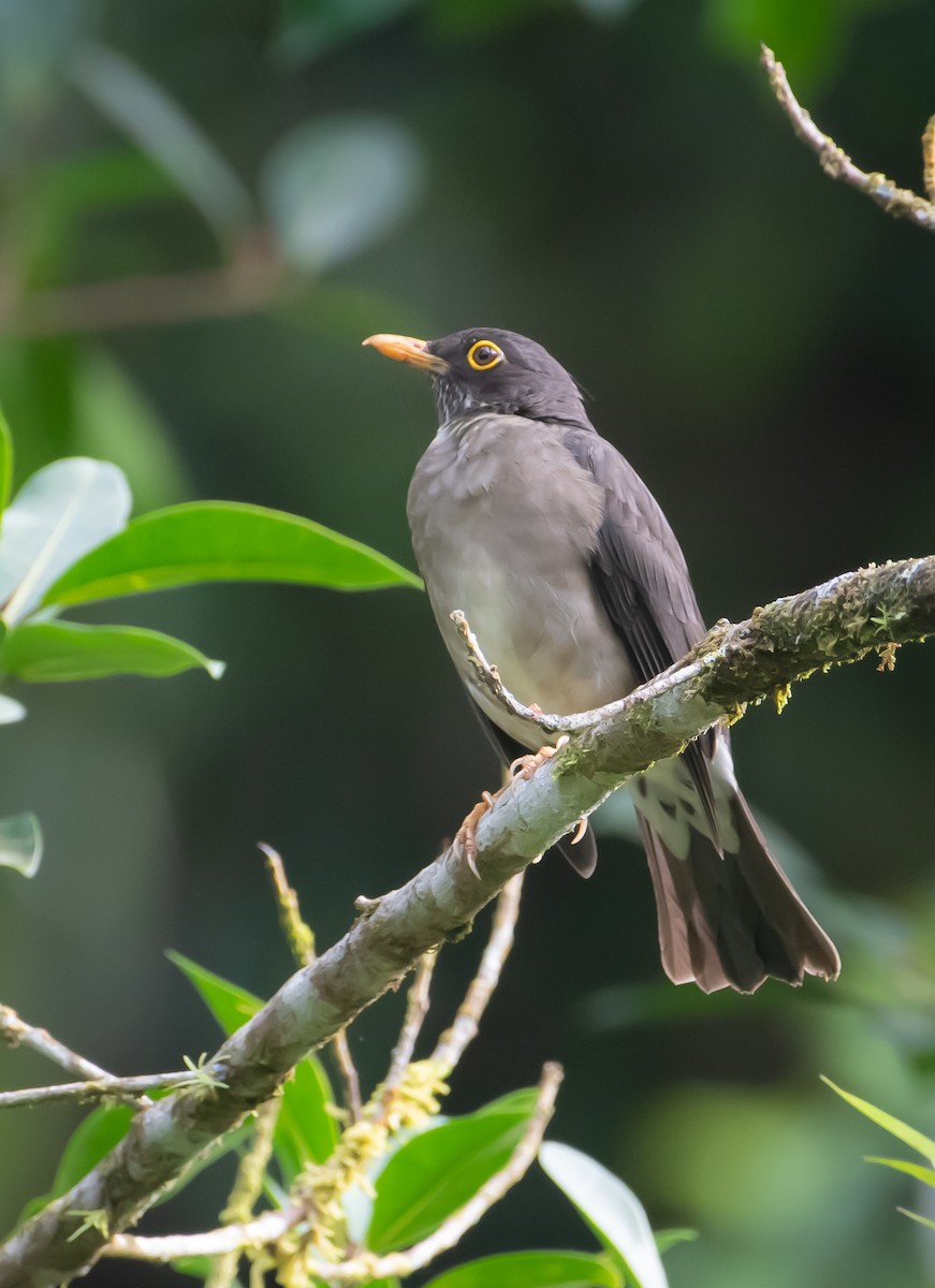 White-throated Thrush - ML639845441