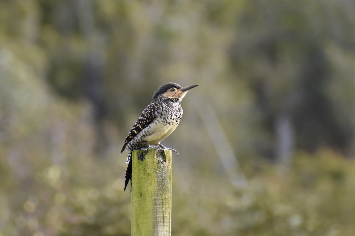 Chilean Flicker - ML639845614