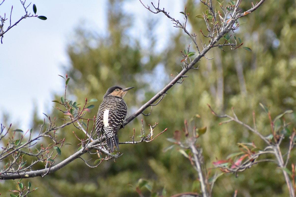 Chilean Flicker - ML639845615