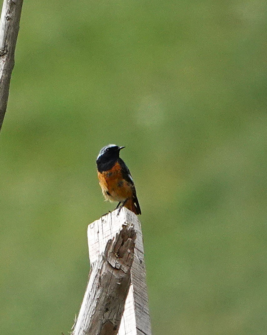 Hodgson's Redstart - ML639845624