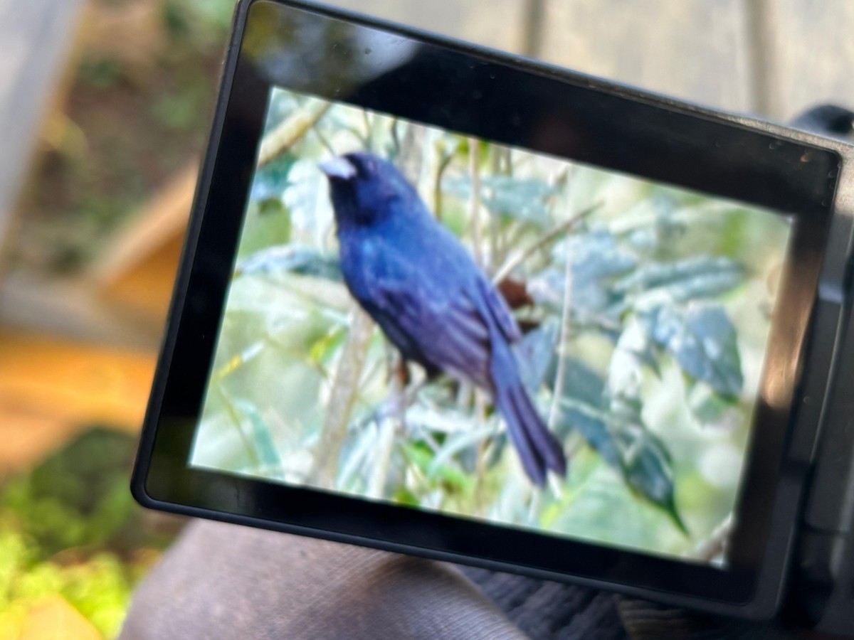 Glaucous-blue Grosbeak - ML639845677
