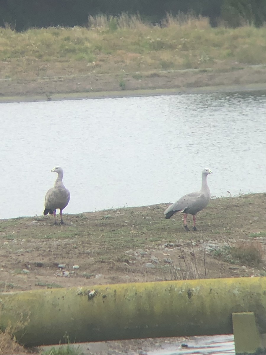 Cape Barren Goose - ML639845699