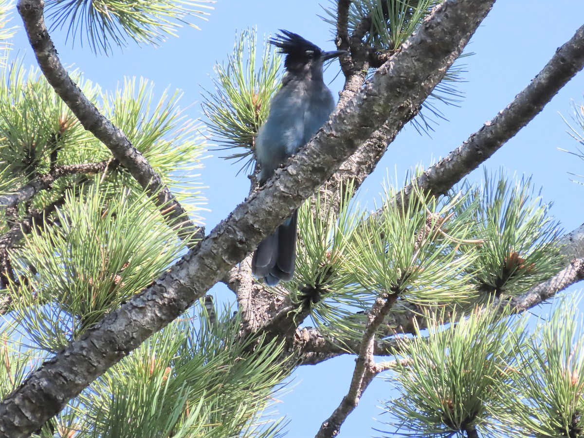 Steller's Jay - ML639845718