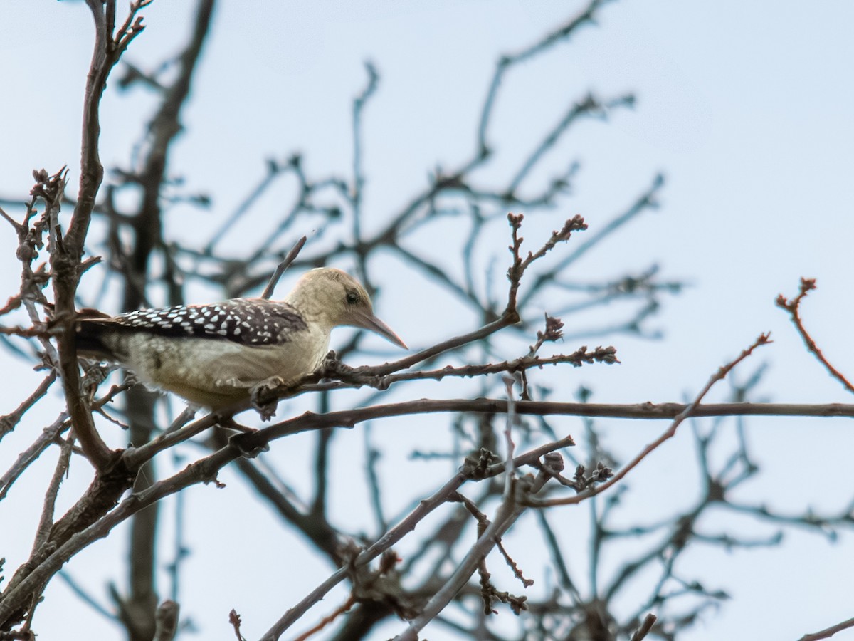 シマセゲラ - ML639845754