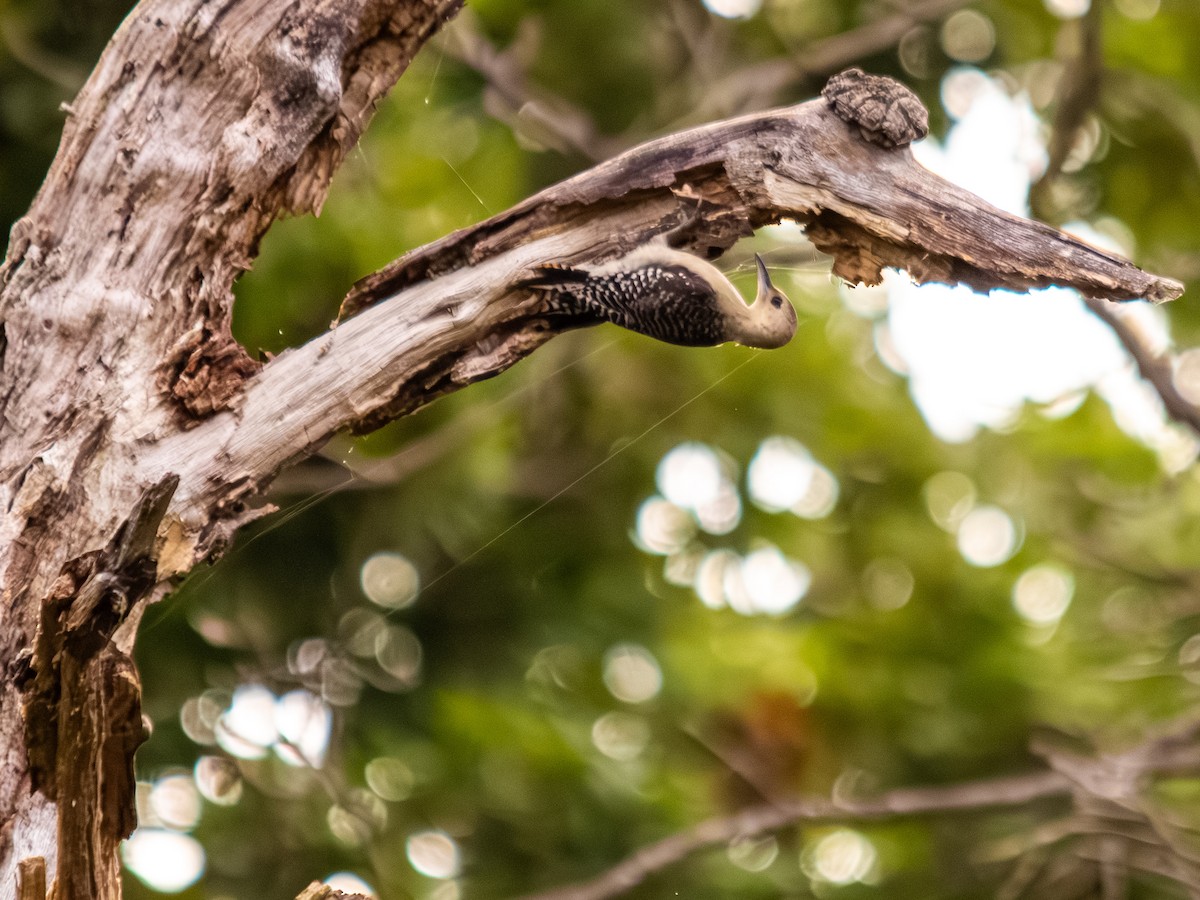 シマセゲラ - ML639845756