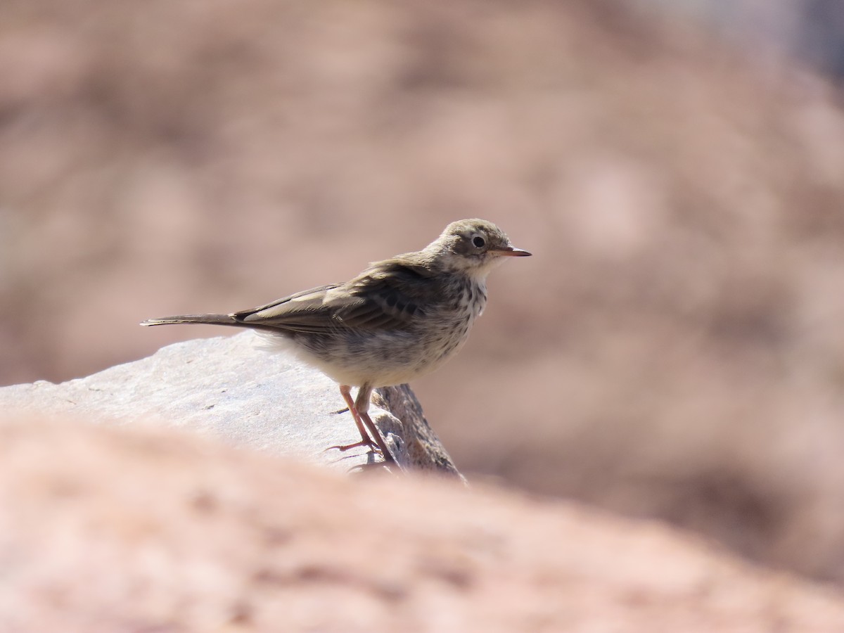 American Pipit - ML639845763