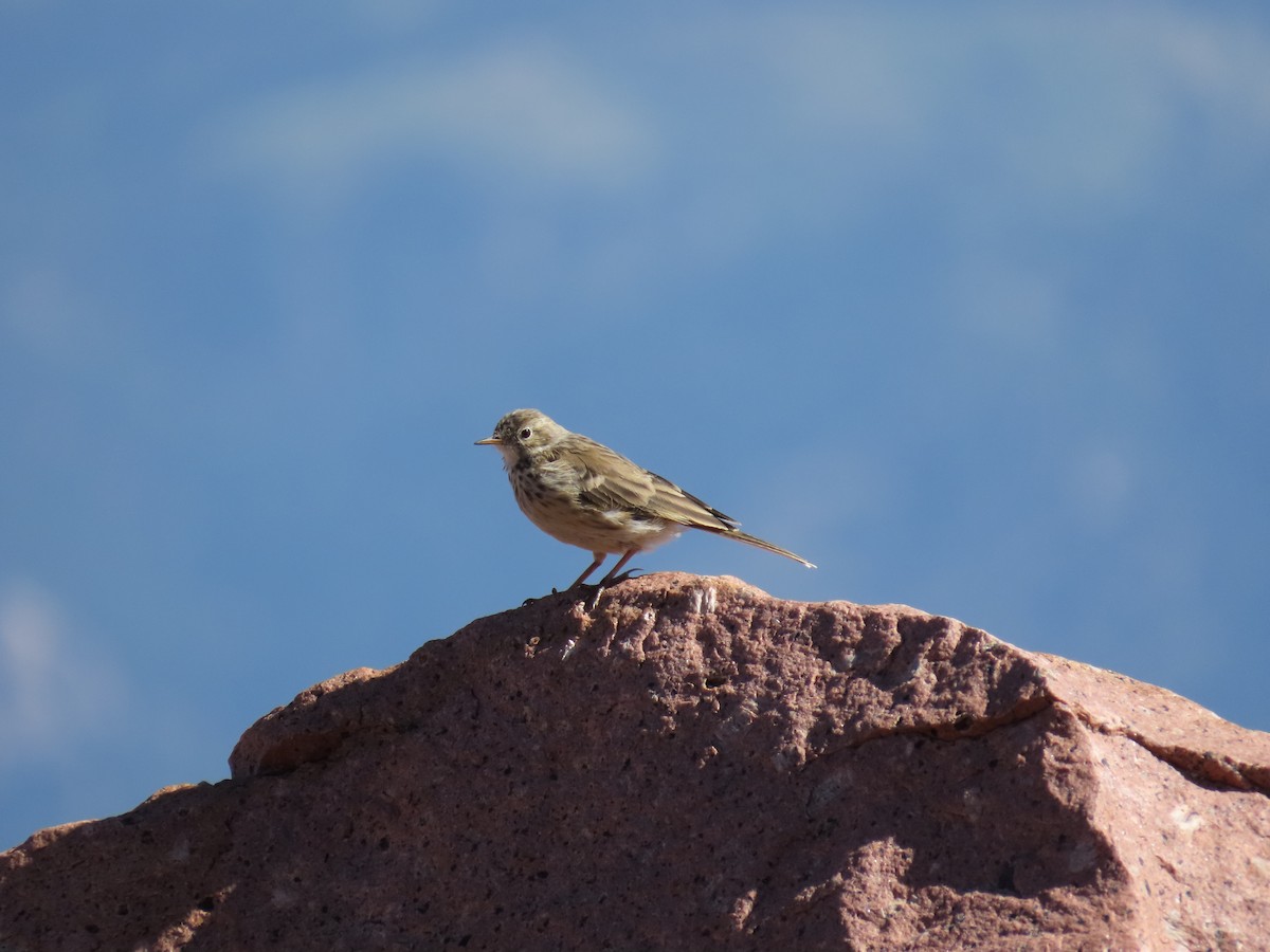 American Pipit - ML639845764