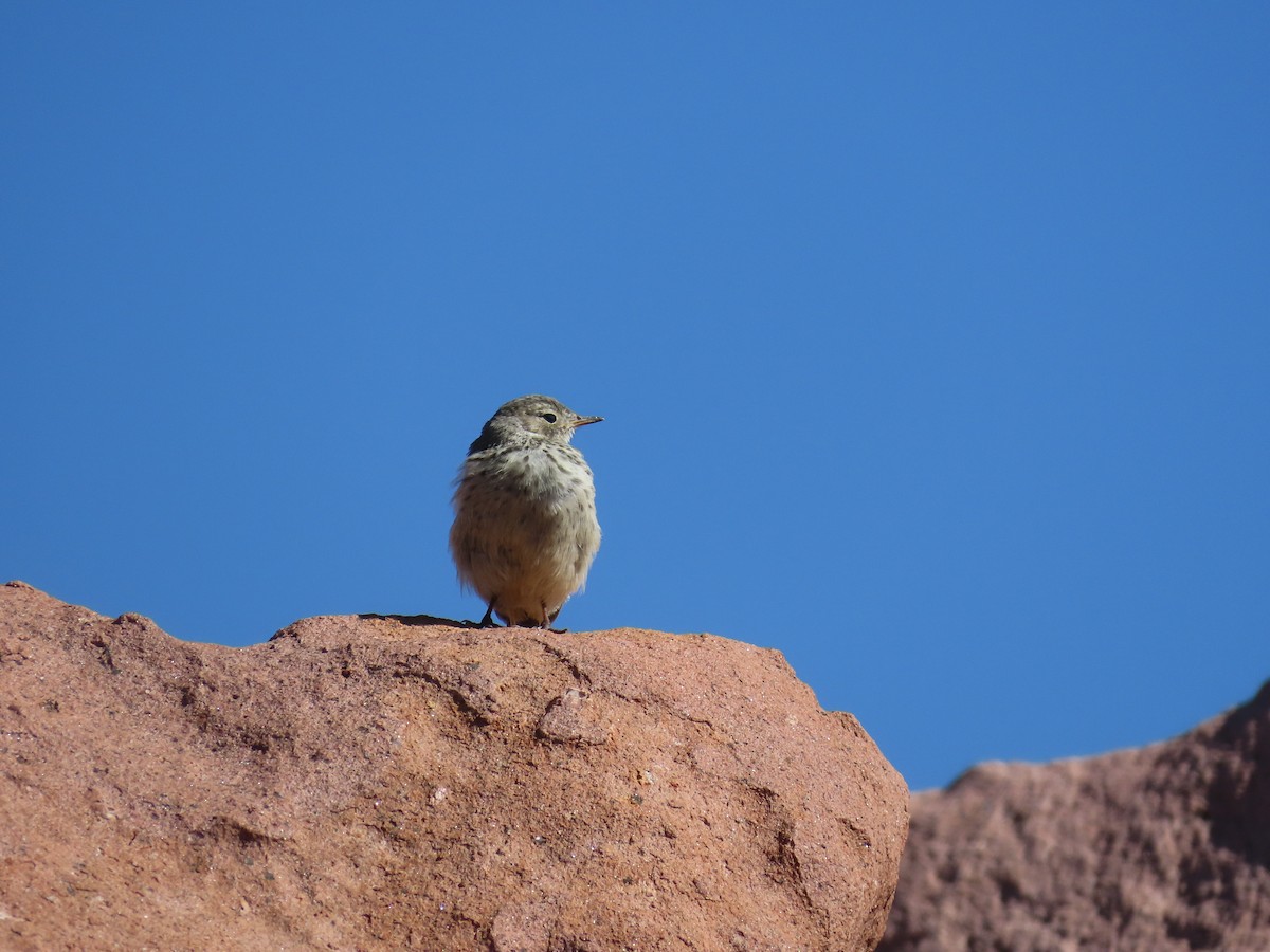 American Pipit - ML639845765