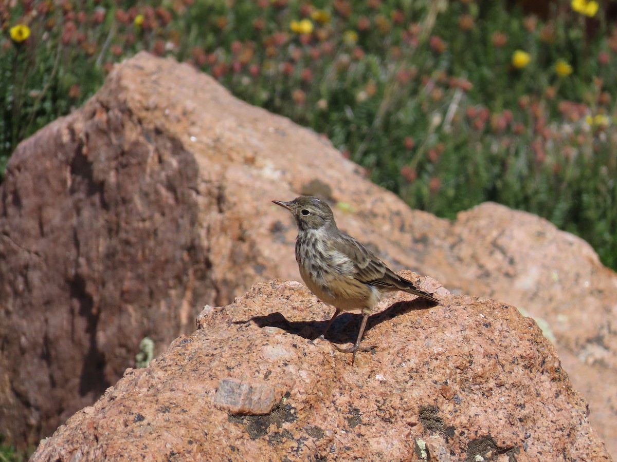 American Pipit - ML639845766