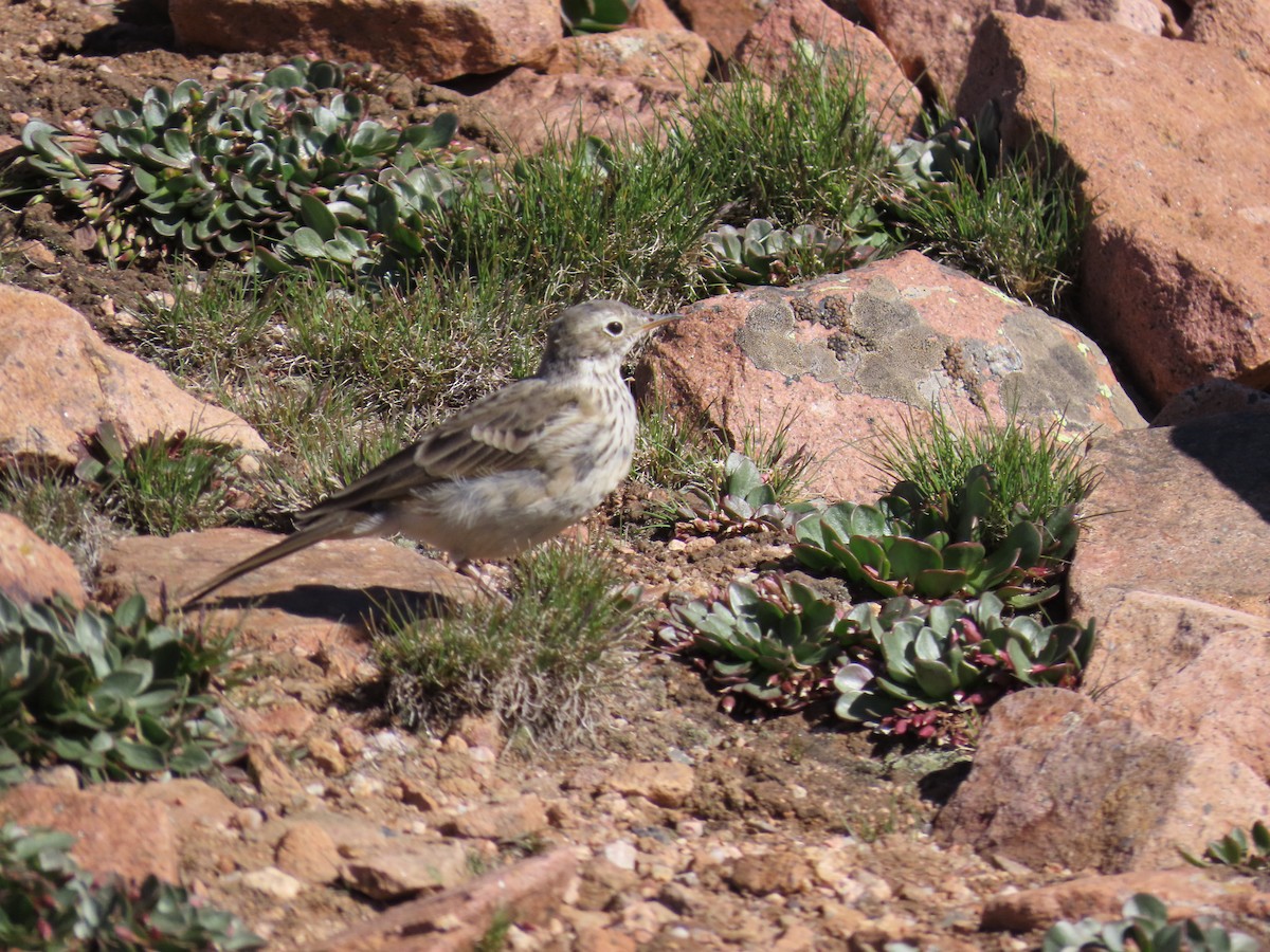 American Pipit - ML639845767