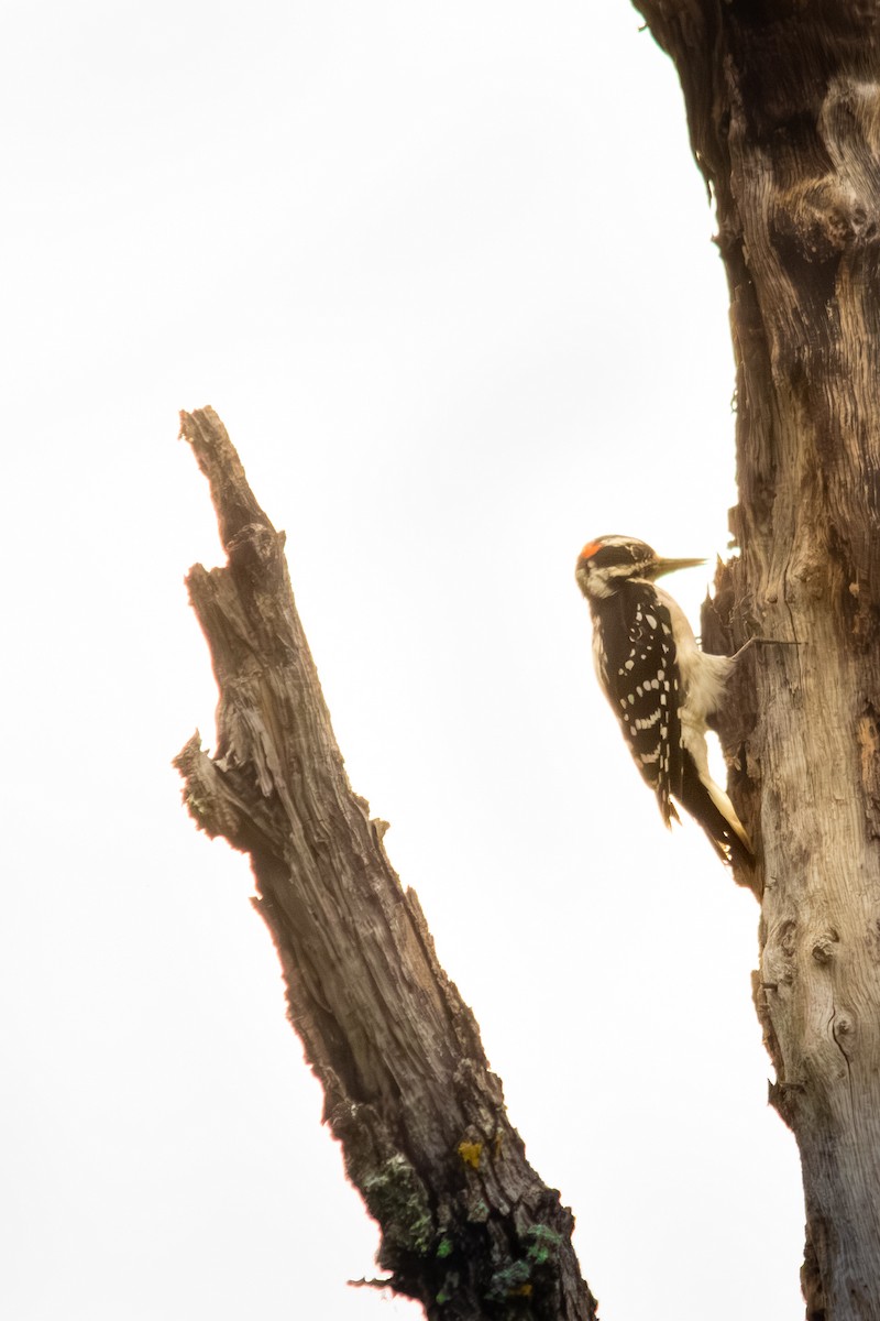 セジロアカゲラ - ML639845820