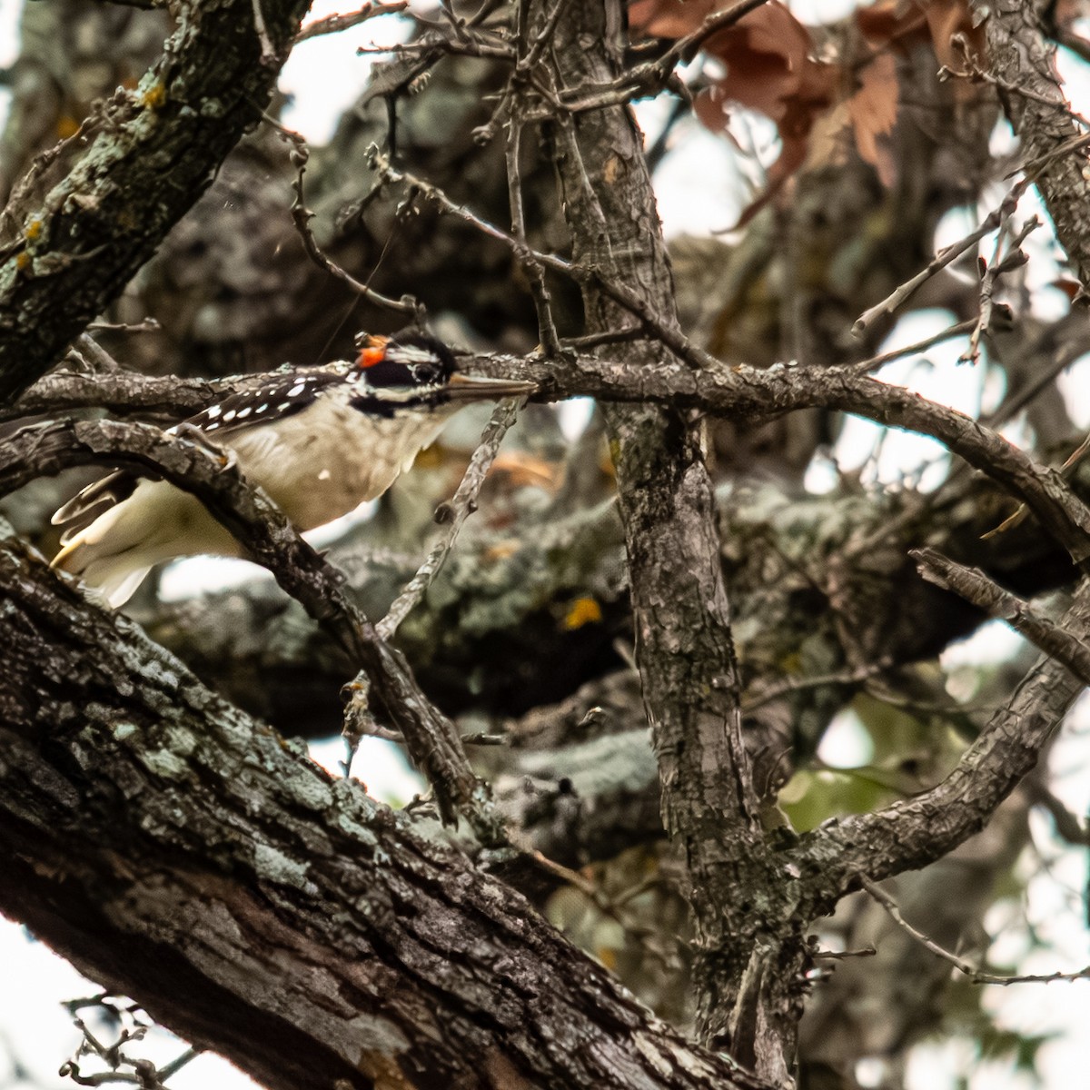 セジロアカゲラ - ML639845821