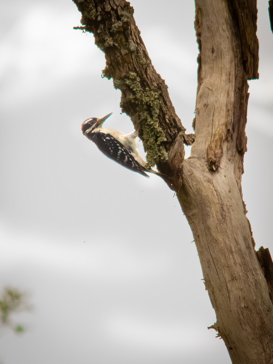 セジロアカゲラ - ML639845822