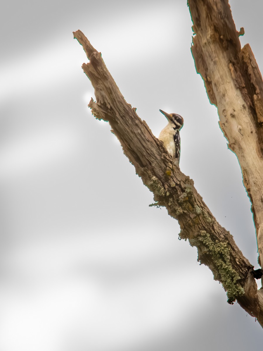 セジロアカゲラ - ML639845823