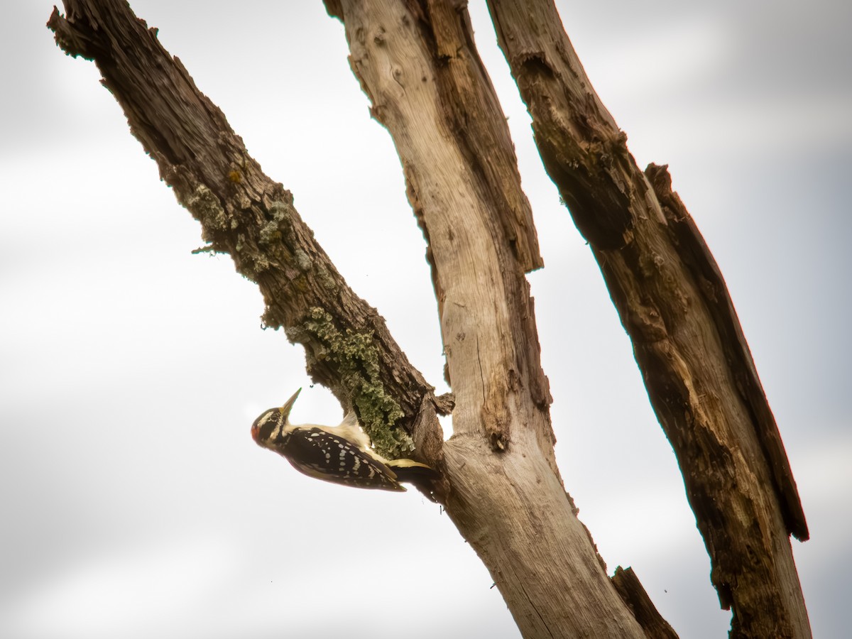 セジロアカゲラ - ML639845824