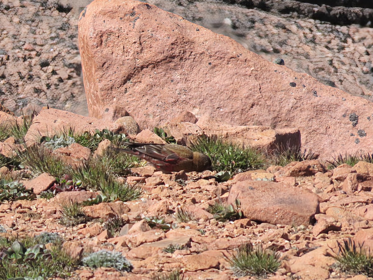 Brown-capped Rosy-Finch - ML639845848