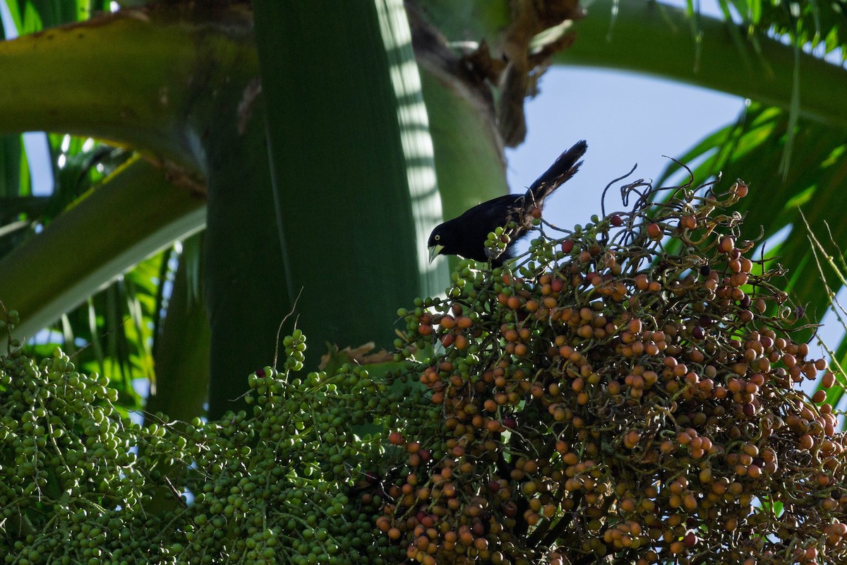 Yellow-billed Cacique - ML639845852