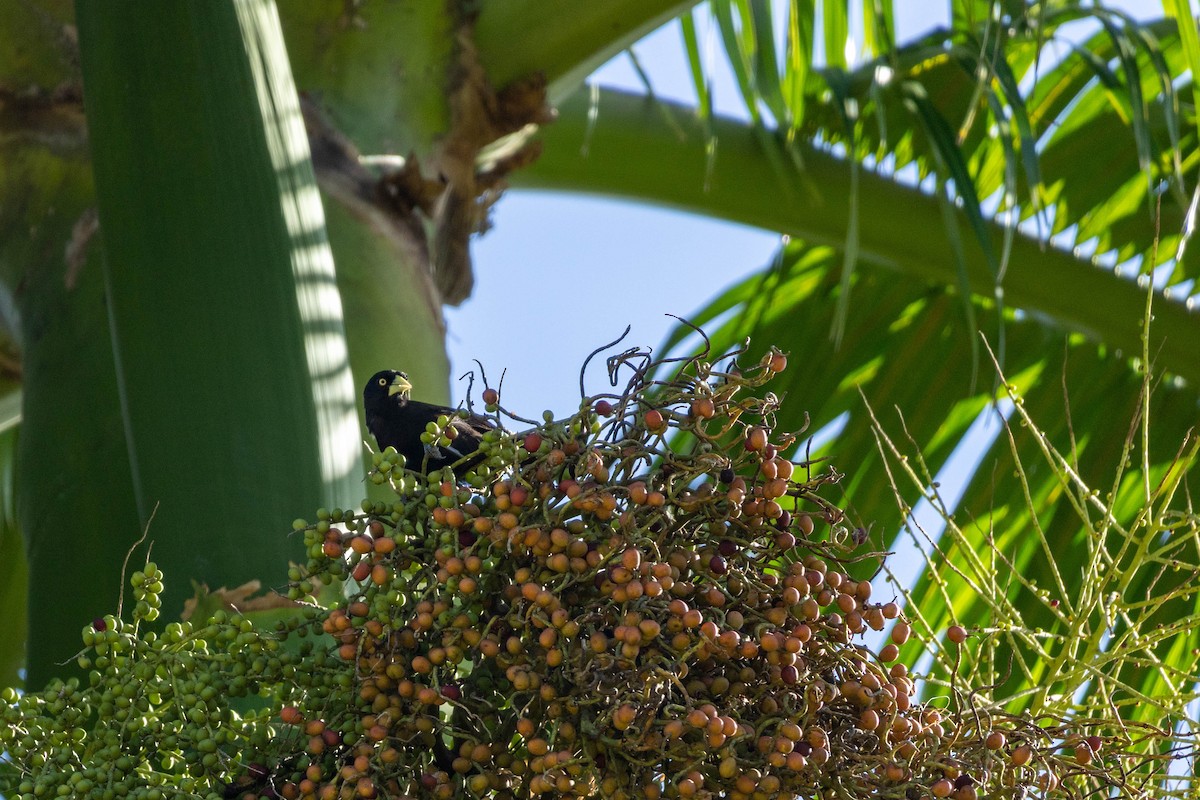 Yellow-billed Cacique - ML639845853