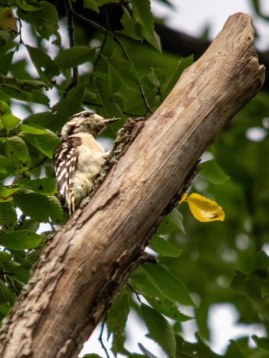 セジロコゲラ - ML639845896