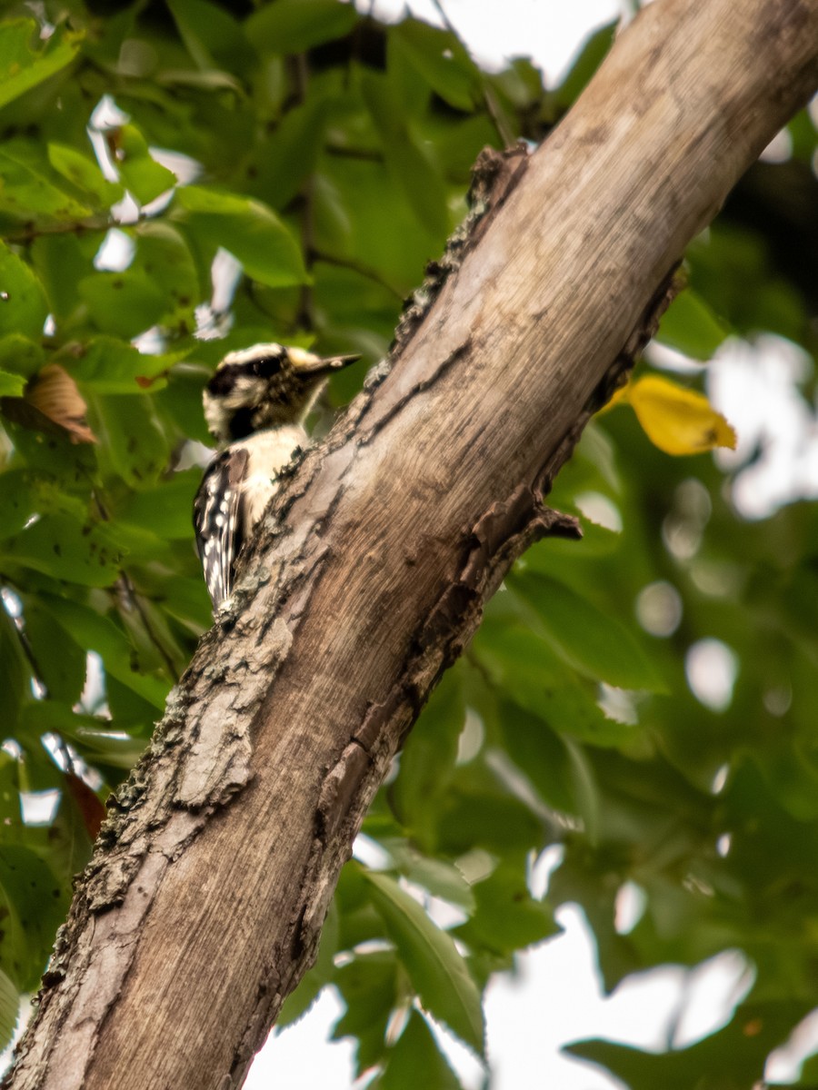 セジロコゲラ - ML639845897