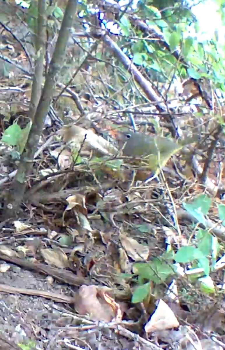MacGillivray's Warbler - ML639845939