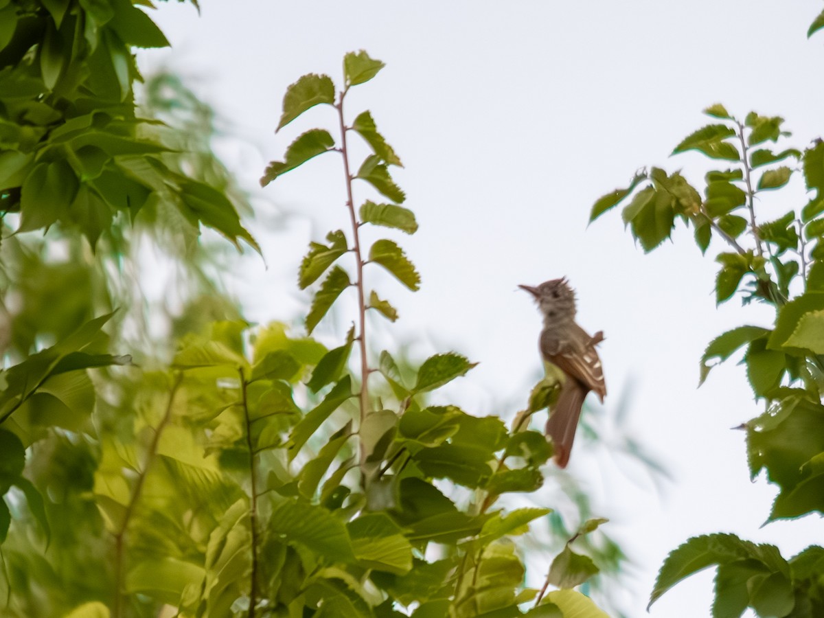 オオヒタキモドキ - ML639845943