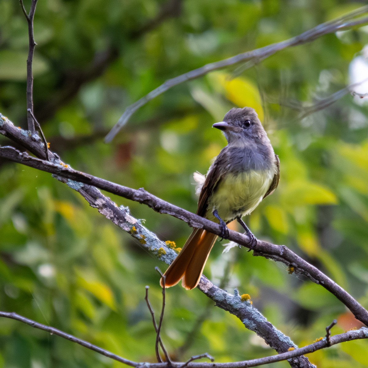 オオヒタキモドキ - ML639845944