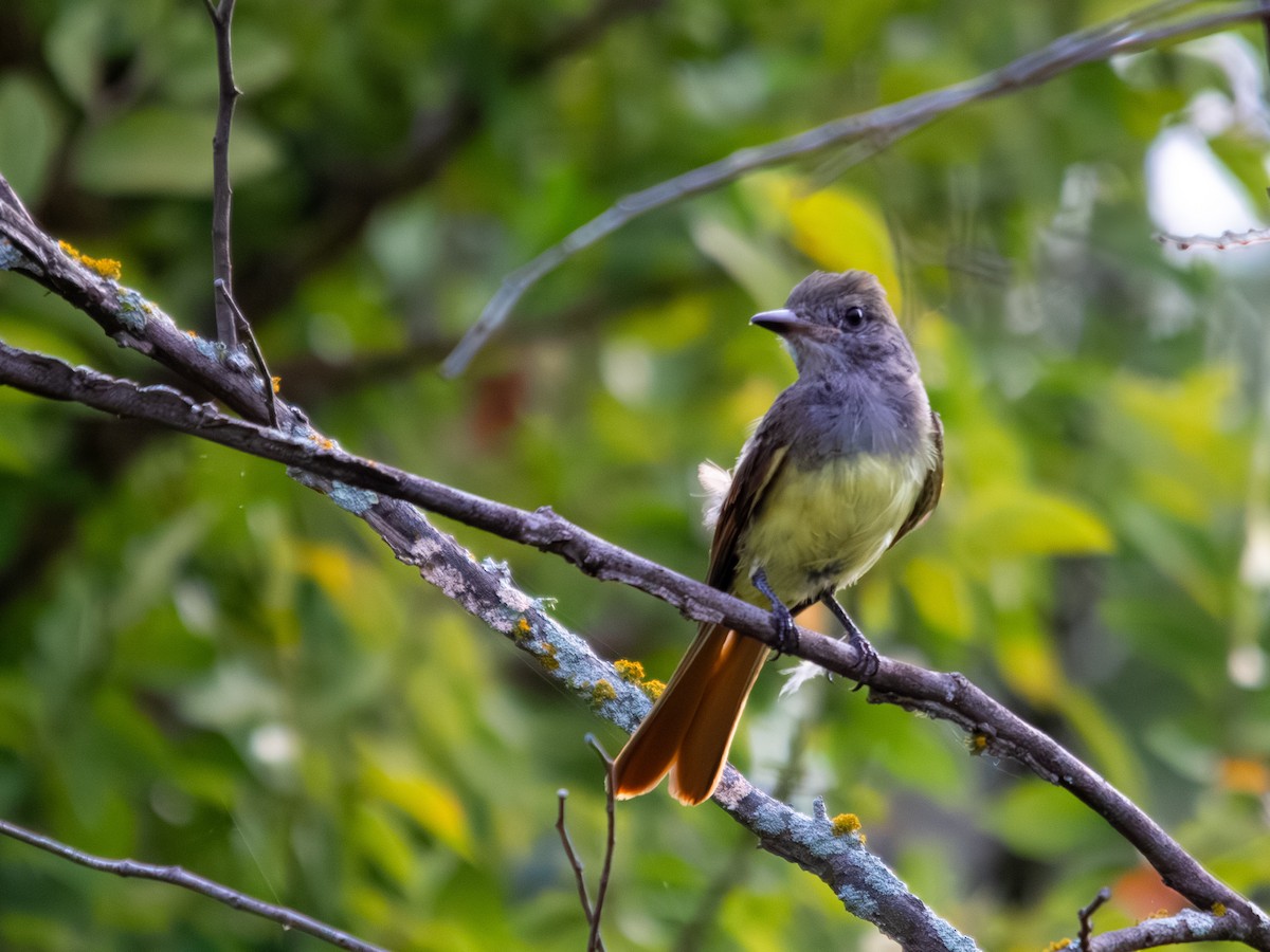 オオヒタキモドキ - ML639845945