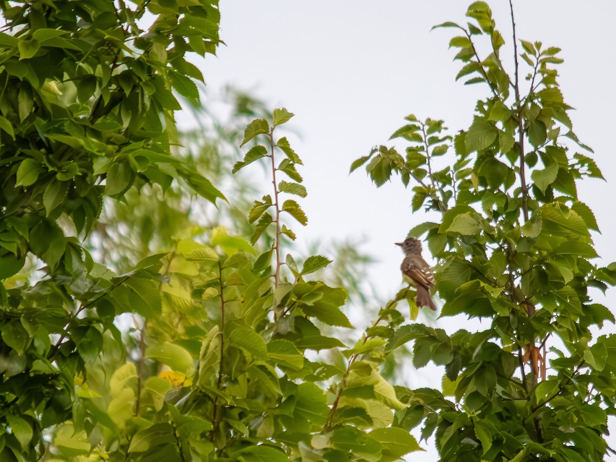 オオヒタキモドキ - ML639845946