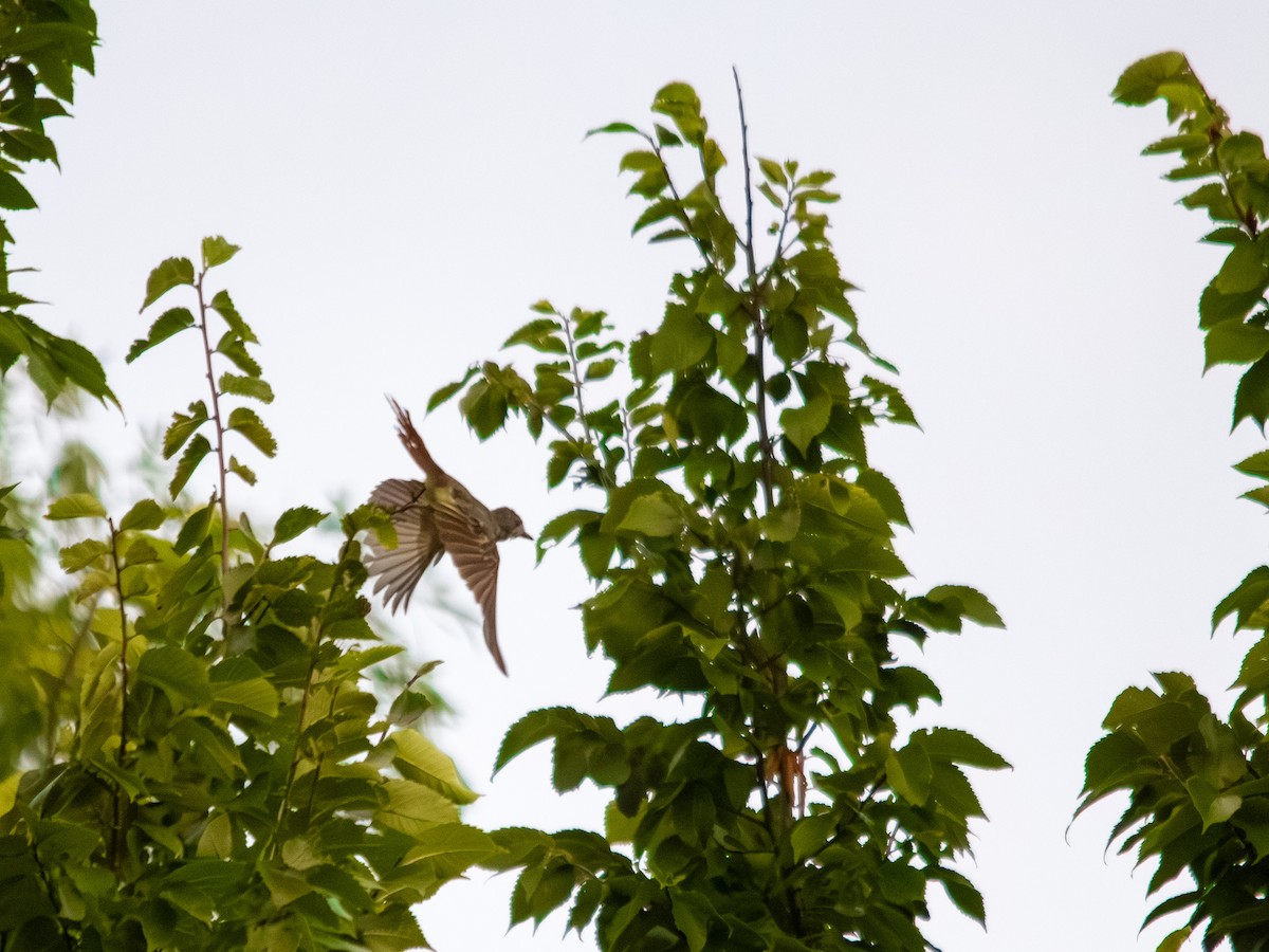 オオヒタキモドキ - ML639845947