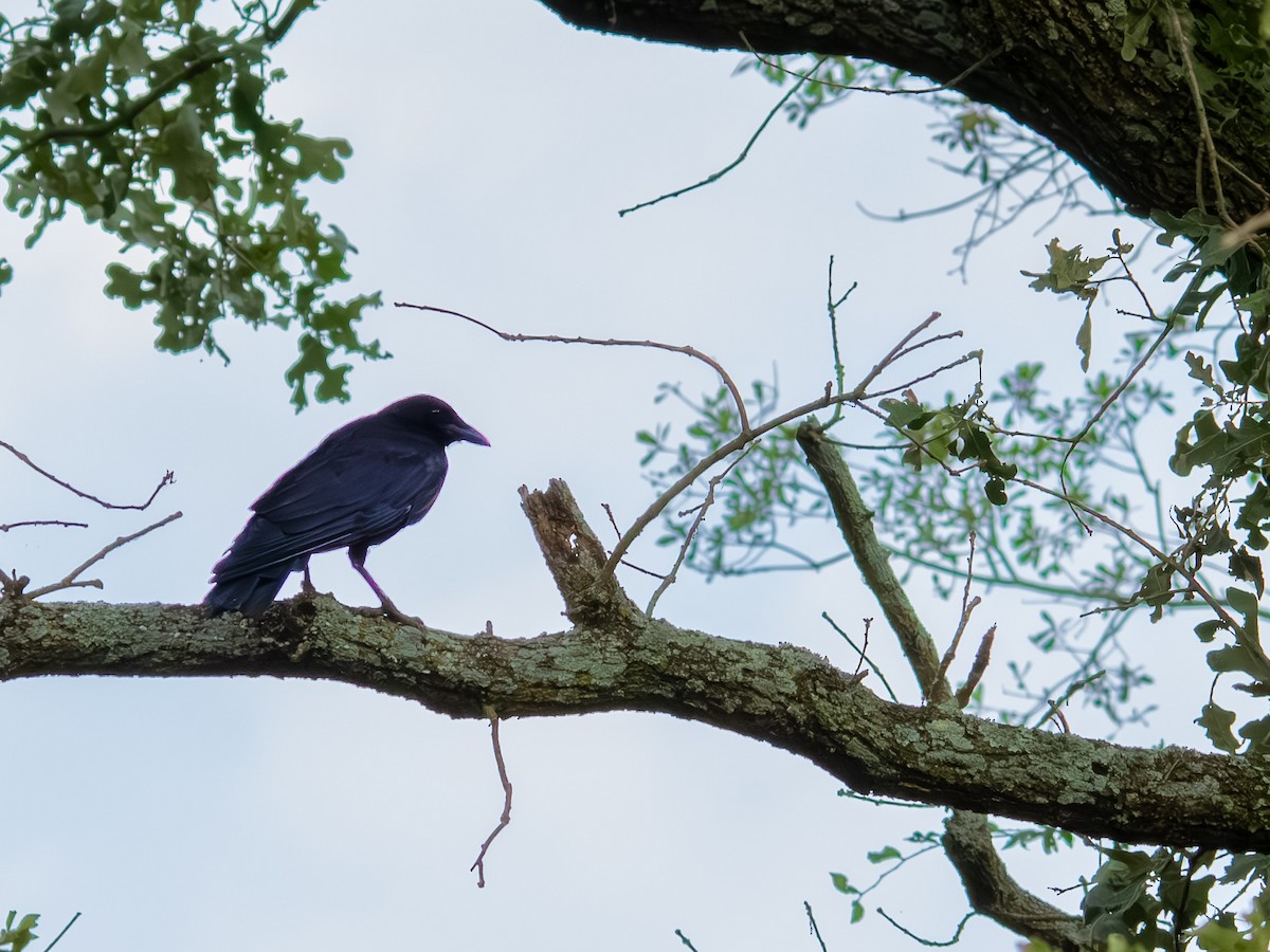 アメリカガラス - ML639845970