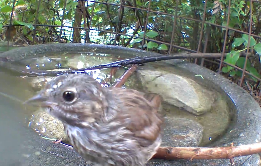 Song Sparrow - ML639845980