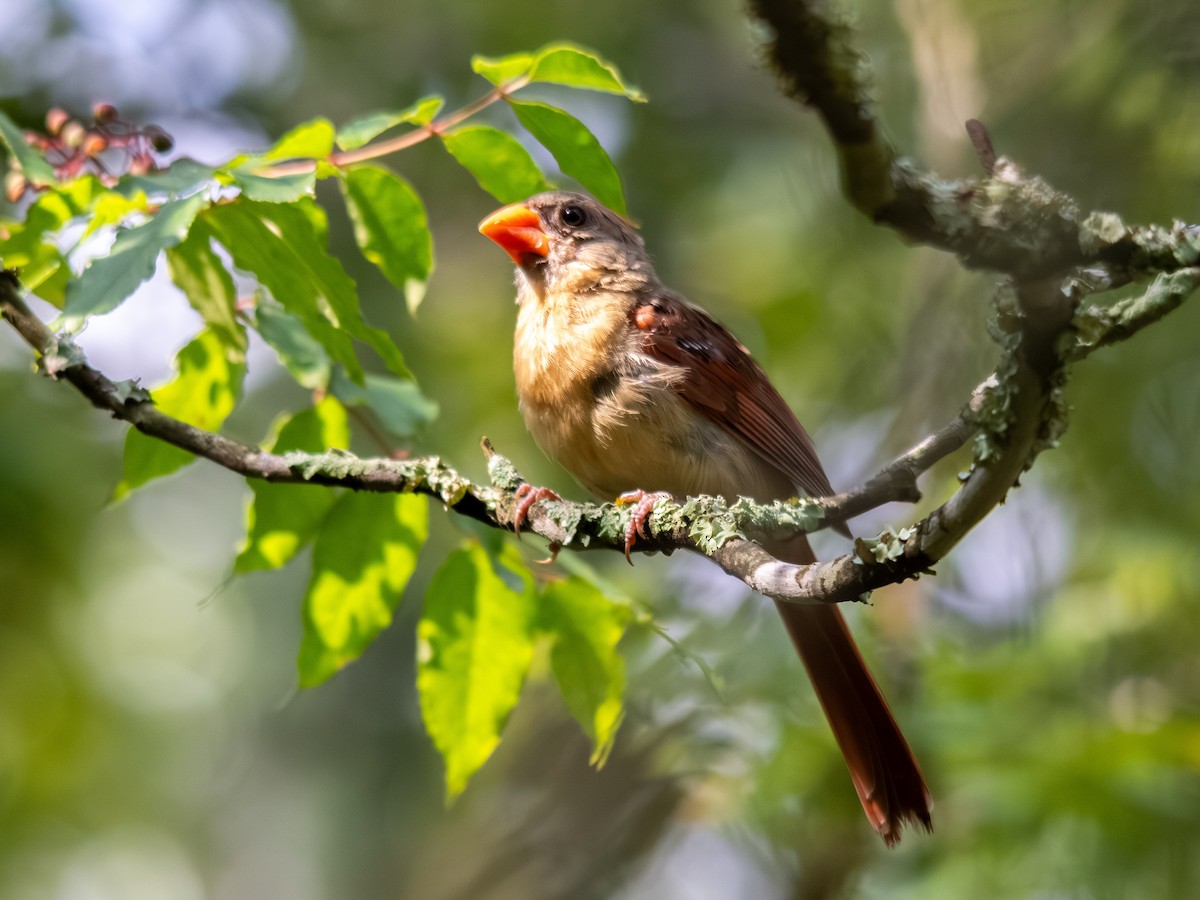 ショウジョウコウカンチョウ - ML639845984