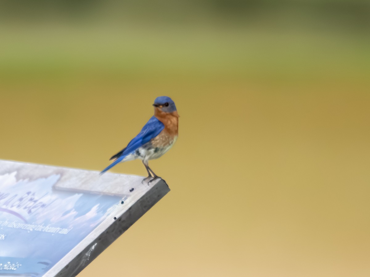 ルリツグミ - ML639845986