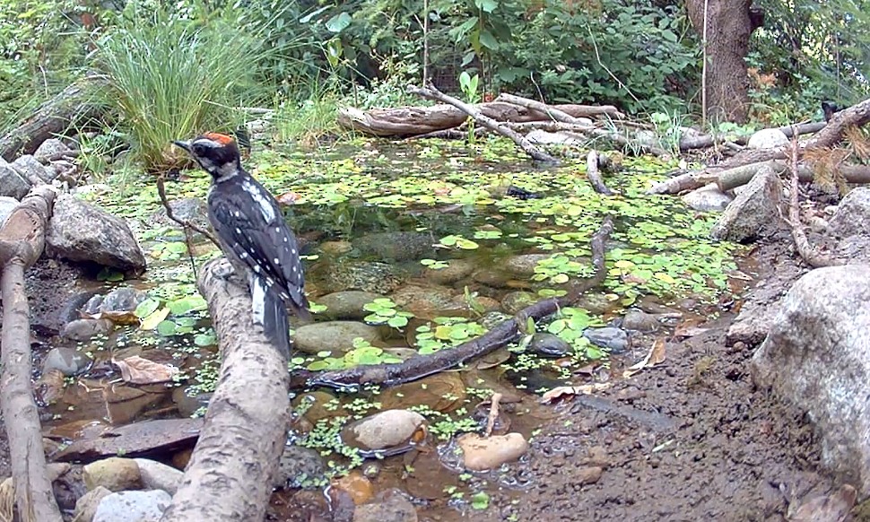 Downy Woodpecker - ML639845989