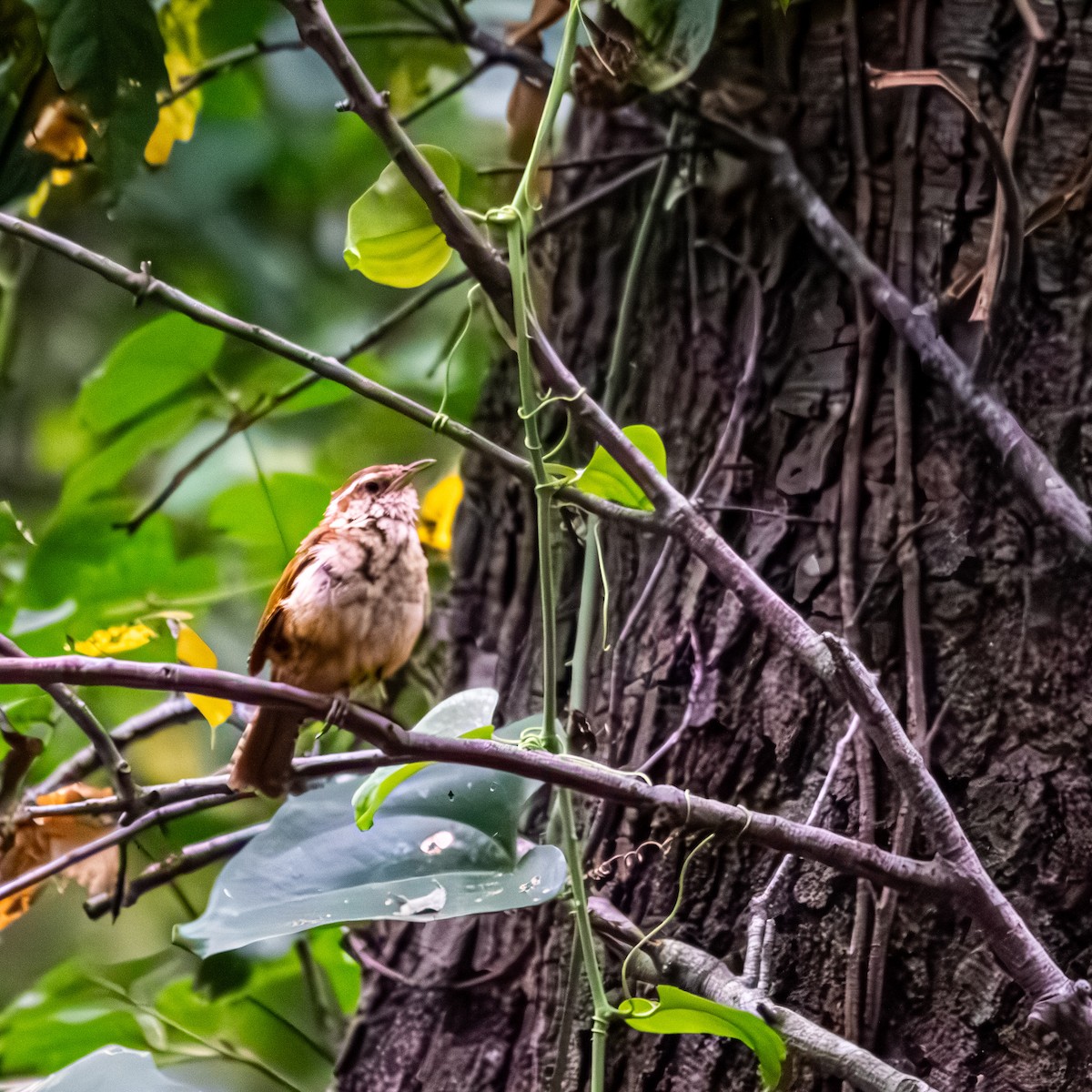 チャバラマユミソサザイ - ML639846013