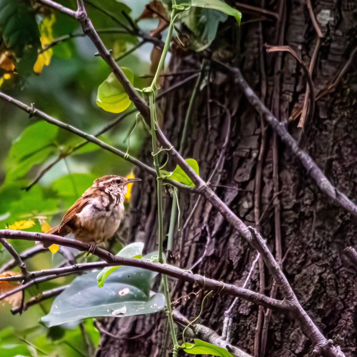 チャバラマユミソサザイ - ML639846014