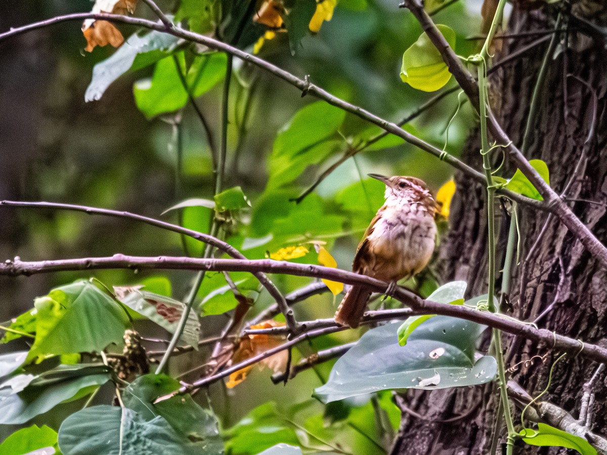 チャバラマユミソサザイ - ML639846015