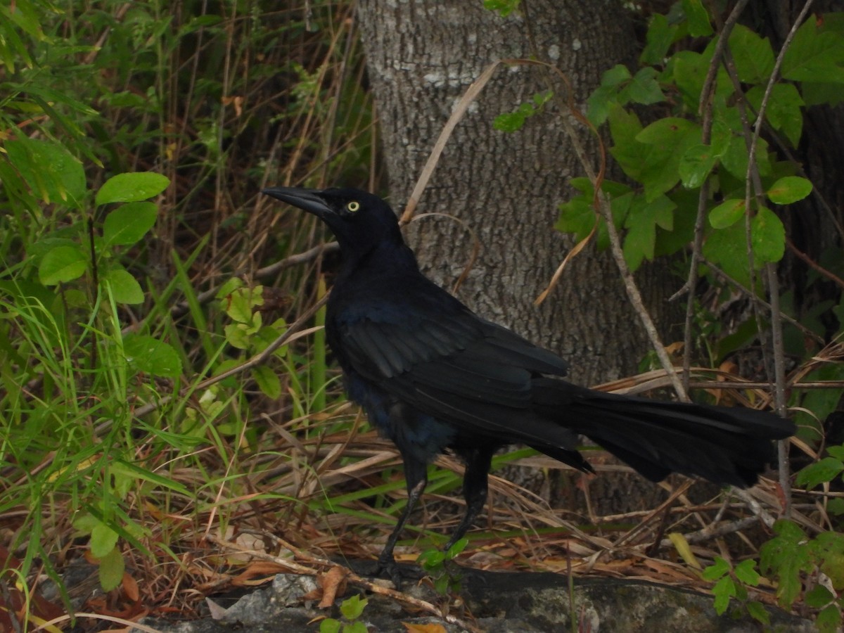 storhaletrupial - ML639846050