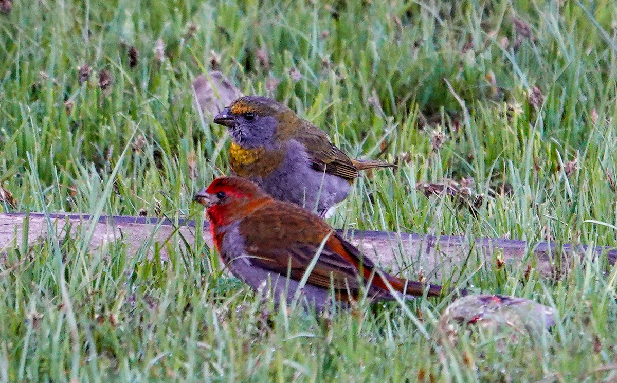 Crimson-browed Finch - ML639846063