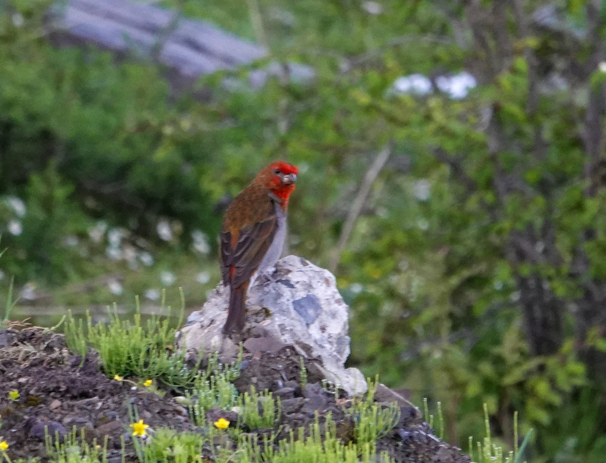 Crimson-browed Finch - ML639846072
