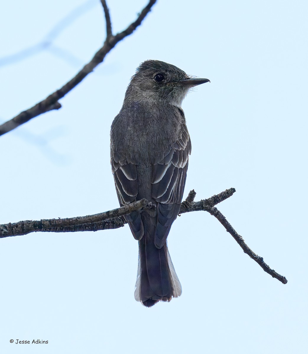 Western Wood-Pewee - ML639846160