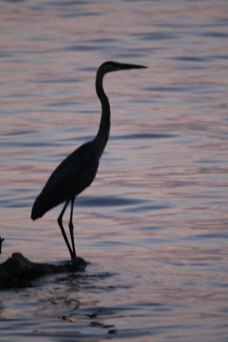 オオアオサギ - ML639846192