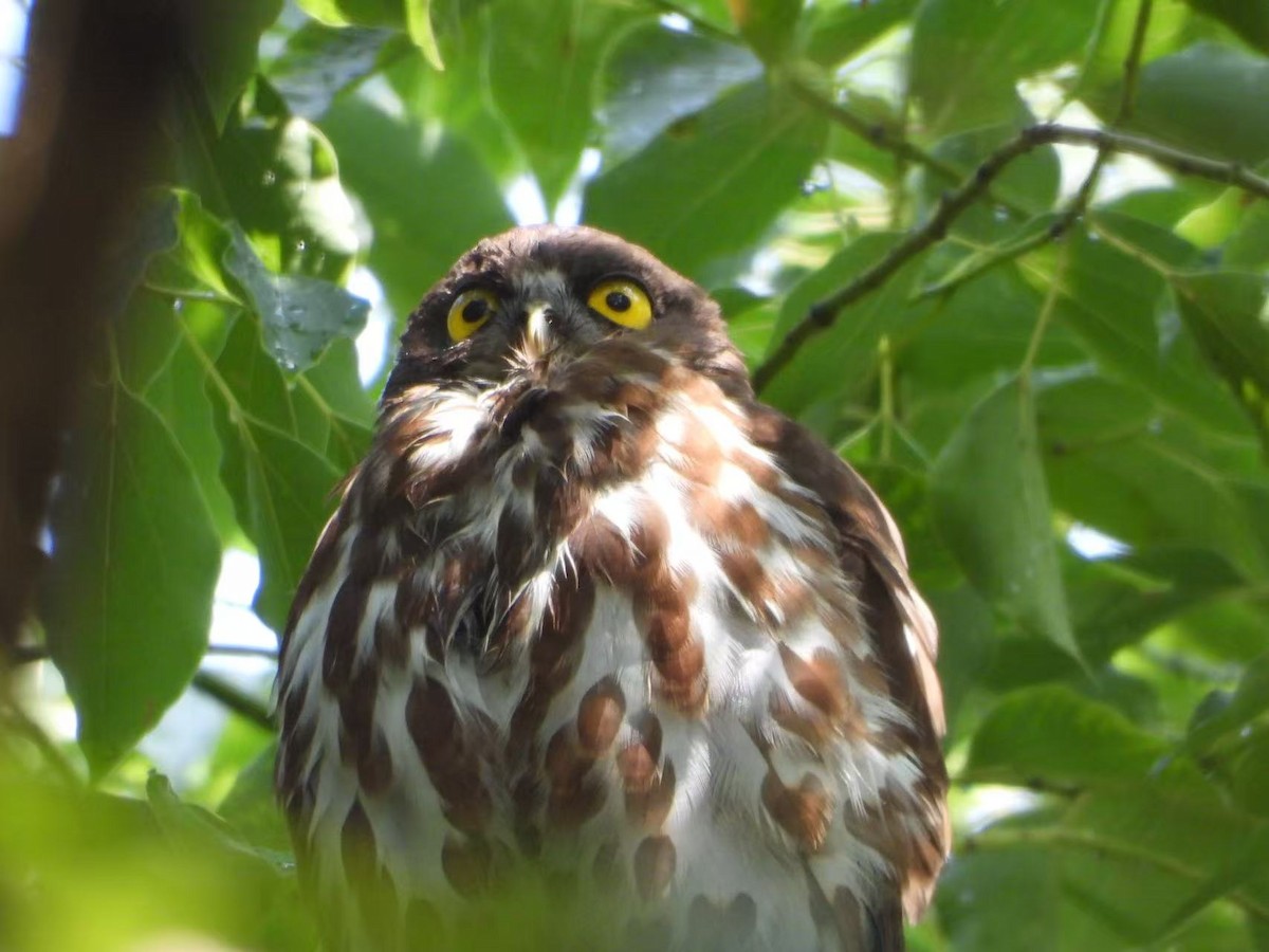 Northern Boobook - ML639846200