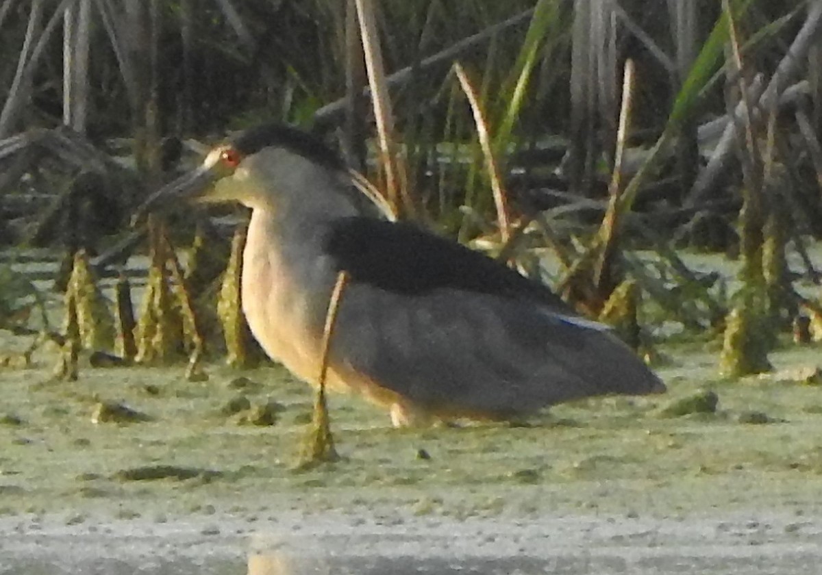 Black-crowned Night Heron - ML639846204