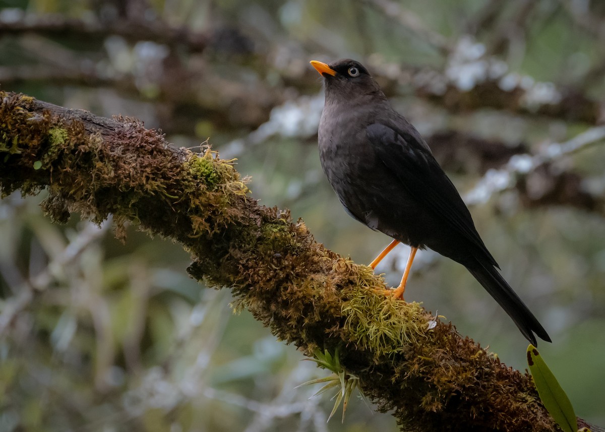 Sooty Thrush - ML639846269