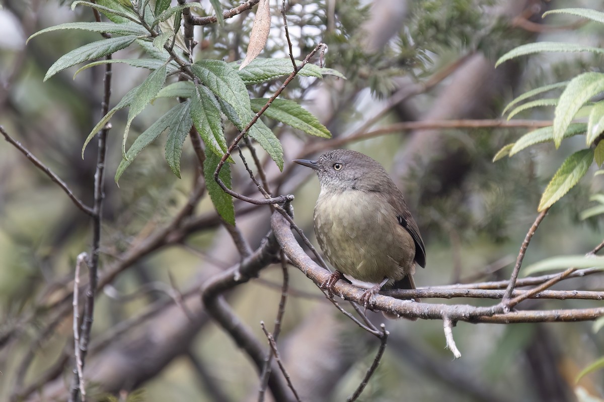 Tasmanian Scrubwren - ML639846278