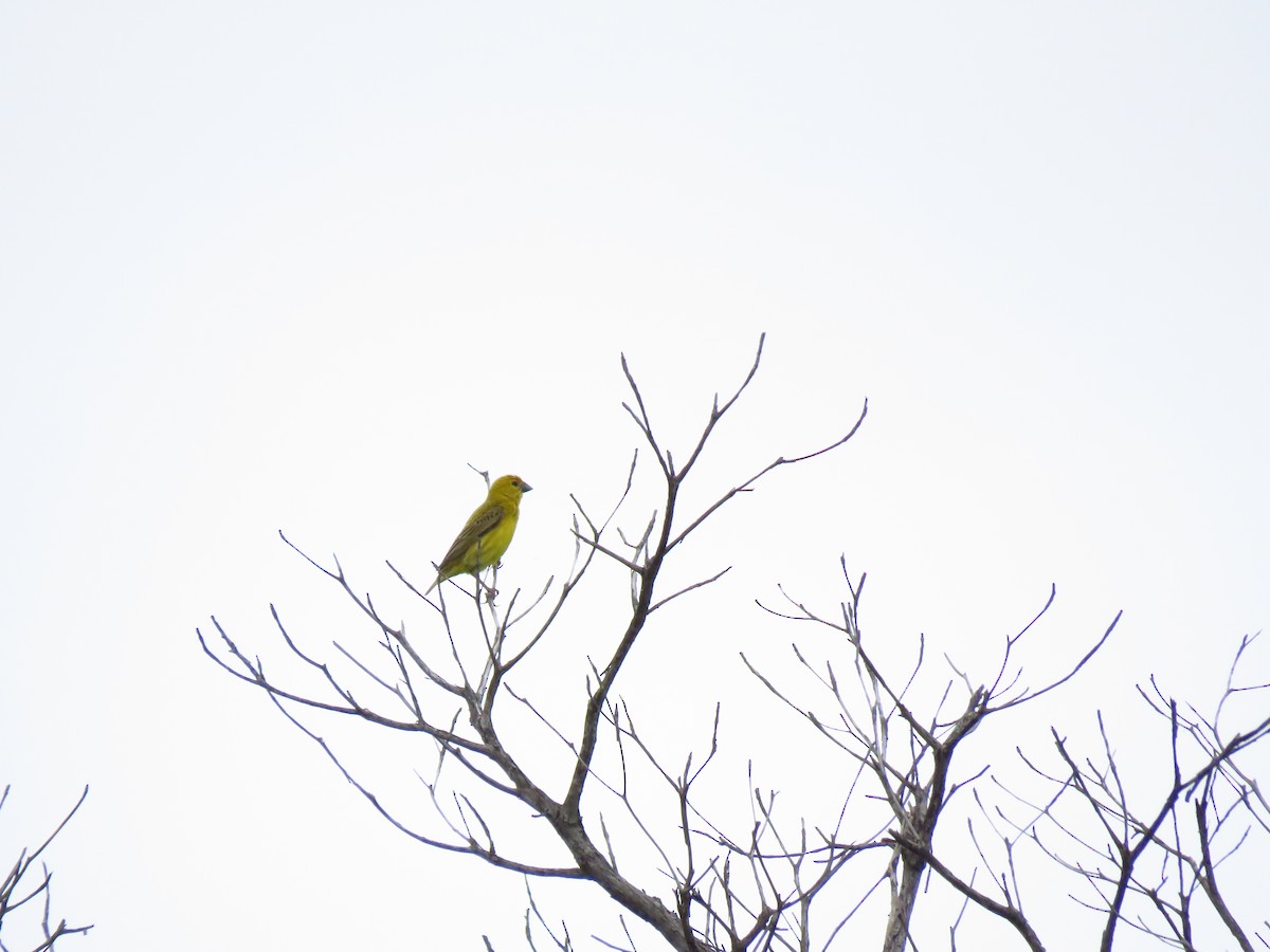 Parasitic Weaver - ML639846335