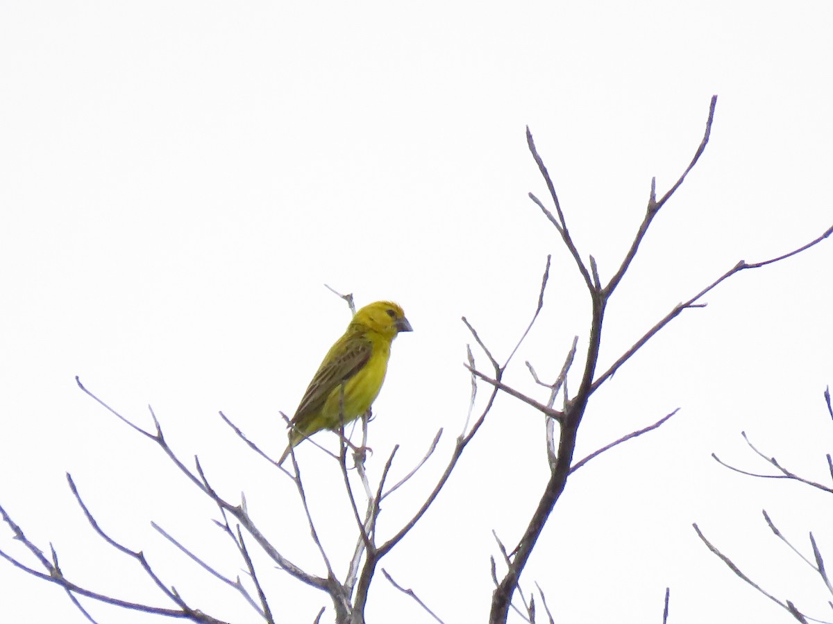 Parasitic Weaver - ML639846337