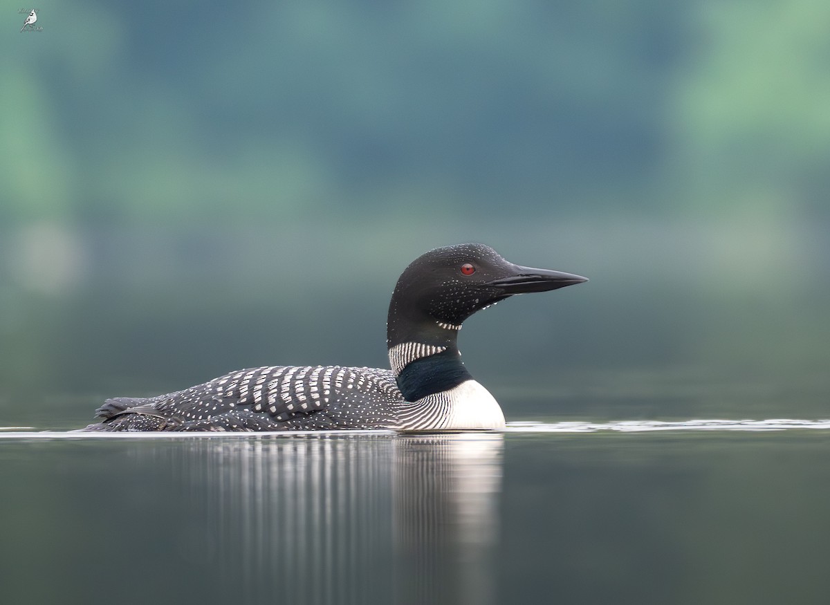 Plongeon huard - ML639846349